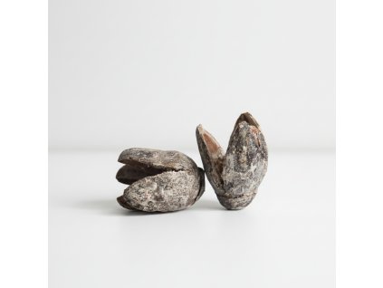 Sušené Bakuli - bělené