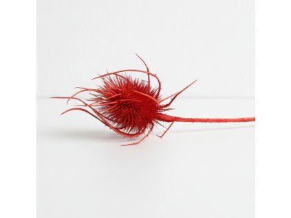 Sušený Bodlák - červená