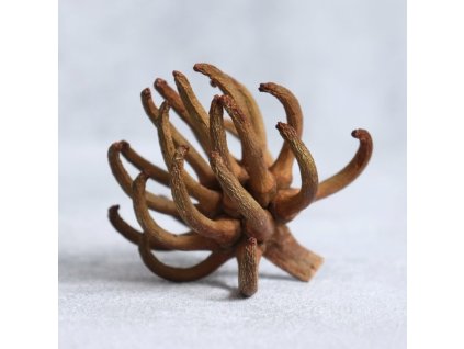 Eukalyptus spidergum claw natur kus