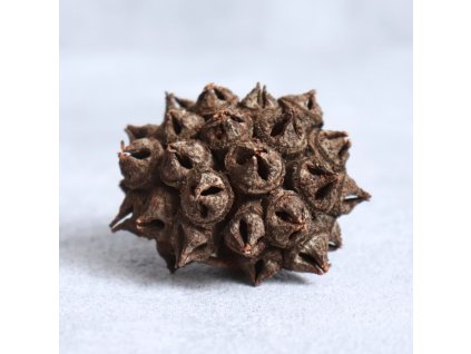 Eukalyptus spidergum natur detail plodu