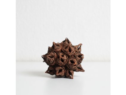 Eukalyptus spidergum - natur