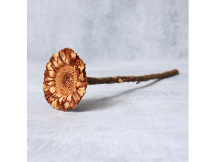 Protea coronata sířená