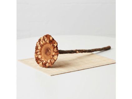 Protea coronata - sířená