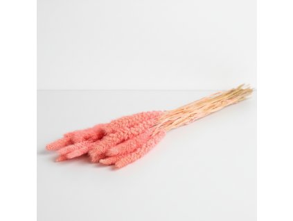 Setaria sušená - růžová