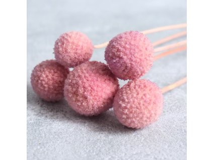 Craspedia flider detail květu