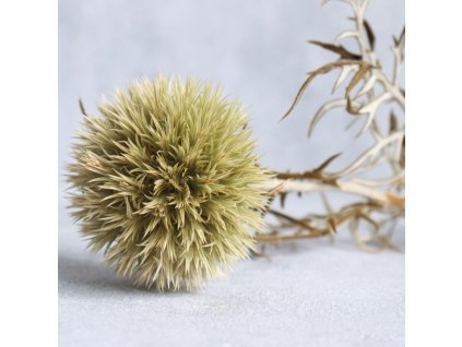 Sušený bodlák (Echinops) natur detail květu