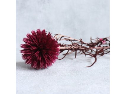 Sušený bodlák (Echinops) červená květ