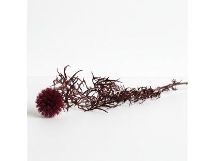 Sušený bodlák (Echinops) - vínová