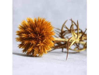 Sušený bodlák (Echinops) žlutá detail květu
