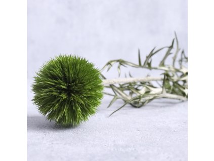 Bodlák/Sušený Bodlák (Echinops) - zelená