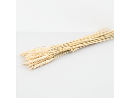 Sušená Pšenice - bílá