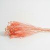 Sušený Broom Bloom růžová svazek