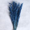 Sušená Avena selvatica modrá detail