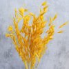 Sušená Avena selvatica (Oves divoký) žlutá
