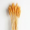 Pšenice vousatá sušená - pomerančová svazek