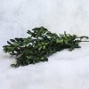 Buxus stabilizovaný zelený