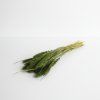 Setaria sušená tmavě zelená 45 cm