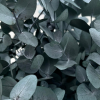 Eukalyptus cinerea stabilizovaný - zelený