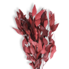 Eukalyptus willow stabilizovaný červený 55 cm