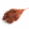 Sušený Broom Bloom terracotta