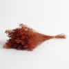 Sušený Broom Bloom terracotta svazek