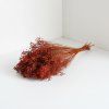 Sušený Broom Bloom terracotta 50 g