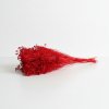 Sušený Broom Bloom červená svazek