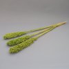 Sušený Čirok (Sorghum) zelený svazek