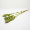 Sušený Čirok (Sorghum) - zelený 3ks
