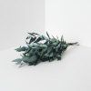 Eucalyptus nicholli 3 ks svazek