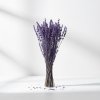 Stabilizovaná Levandule - lilla snop