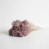 Sušený Broom Bloom - milka 50 g