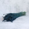 Stabilizovaná Levandule - matná modrá detail svazku 100g