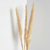 Pampová tráva krémová - 50 cm