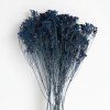 Sušený Broom Bloom tm. modrá