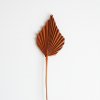 Sušený Palm spear - terracotta
