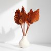 Sušený Palm spear - terracotta ve váze
