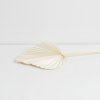 Sušený Palmový list - bílý