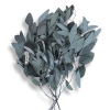 Eukalyptus Populus Berrie zelená 50 cm