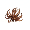 Eukalyptus spidergum claw - natur