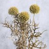 Sušený bodlák (Echinops) natur detail
