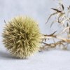 Sušený bodlák (Echinops) natur detail květu