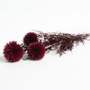 Sušený bodlák (Echinops) - vínová svazek