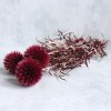 Sušený bodlák (Echinops) červená svazek