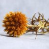 Sušený bodlák (Echinops) žlutá detail květu