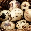 Křepelčí vejce 24 ks přírodní detail