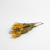 Sušená Mimosa svazek 70g