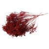 Sušený Broom Bloom bordo 50 g