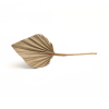 Sušený Palm spear mini přírodní 35 cm