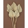 Palm spear natur 5ks